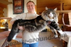 This is an example of how big Maine Coon cats can get.
